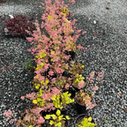 Kira Green Tea Coral Bells