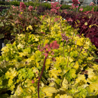 Kira Green Tea Coral Bells