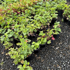 Kira Green Tea Coral Bells