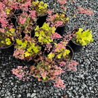 Kira Green Tea Coral Bells