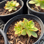 Kiwi Aeonium