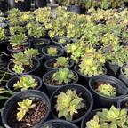Kiwi Aeonium