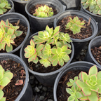 Kiwi Aeonium