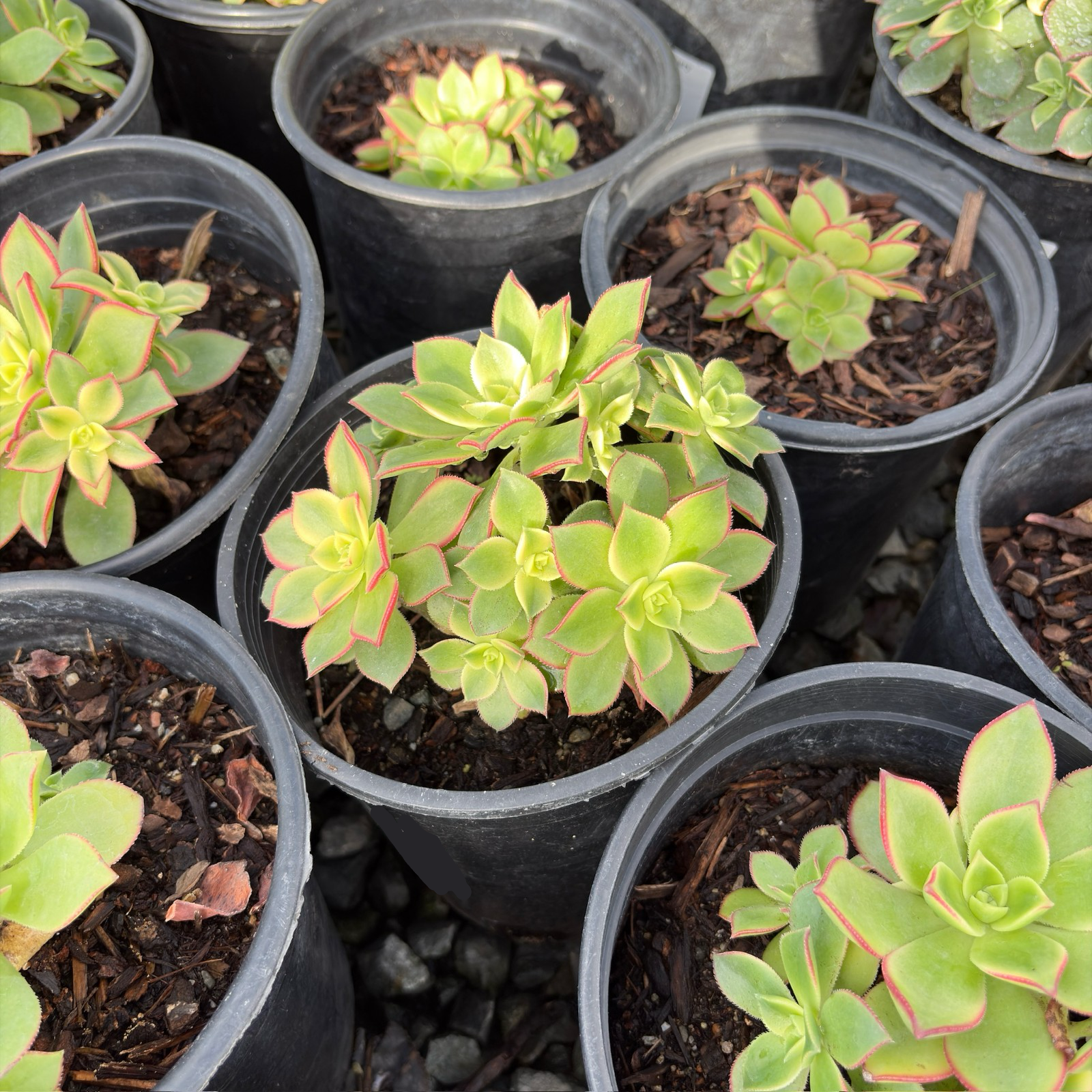 Kiwi Aeonium