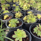 Kiwi Aeonium
