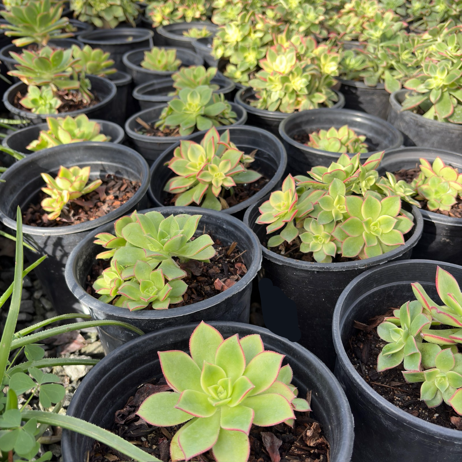 Kiwi Aeonium