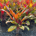 Kiwi Cordyline