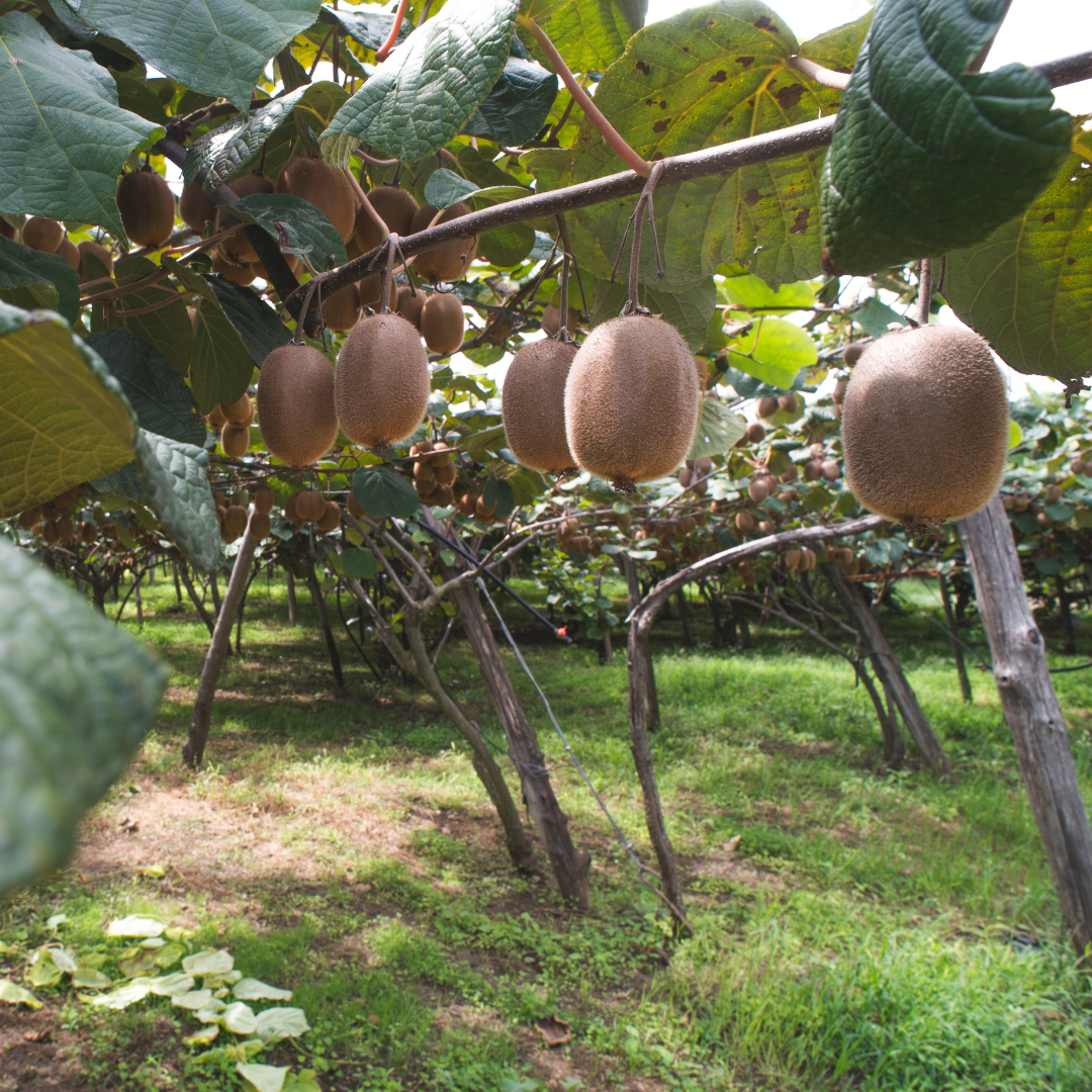 Ripe kiwis hanging from a tree in a garden setting