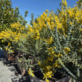 Knifeleaf Acacia