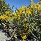 Knifeleaf Acacia