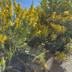 Knifeleaf Acacia