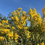 Knifeleaf Acacia
