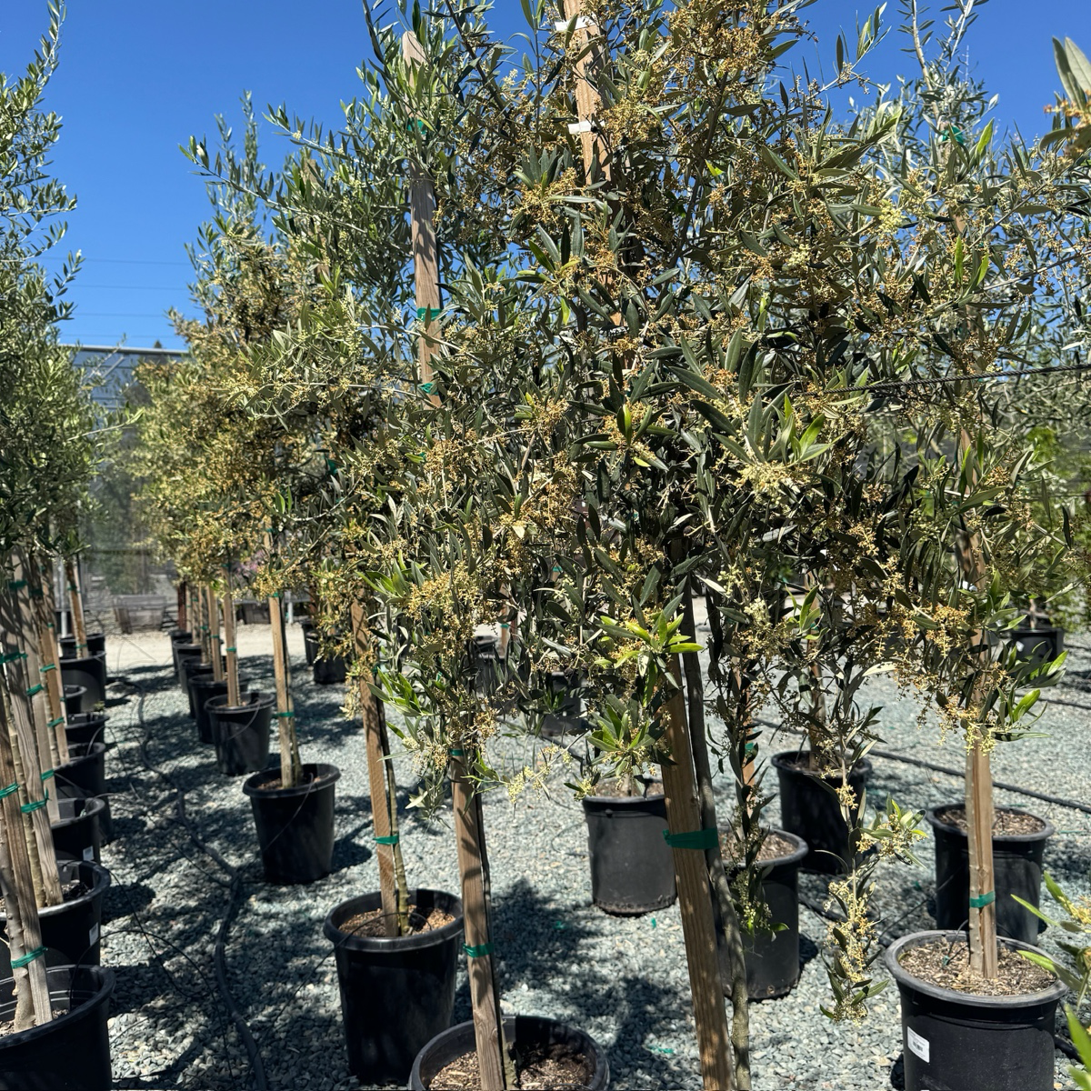 Koroneki Olive 