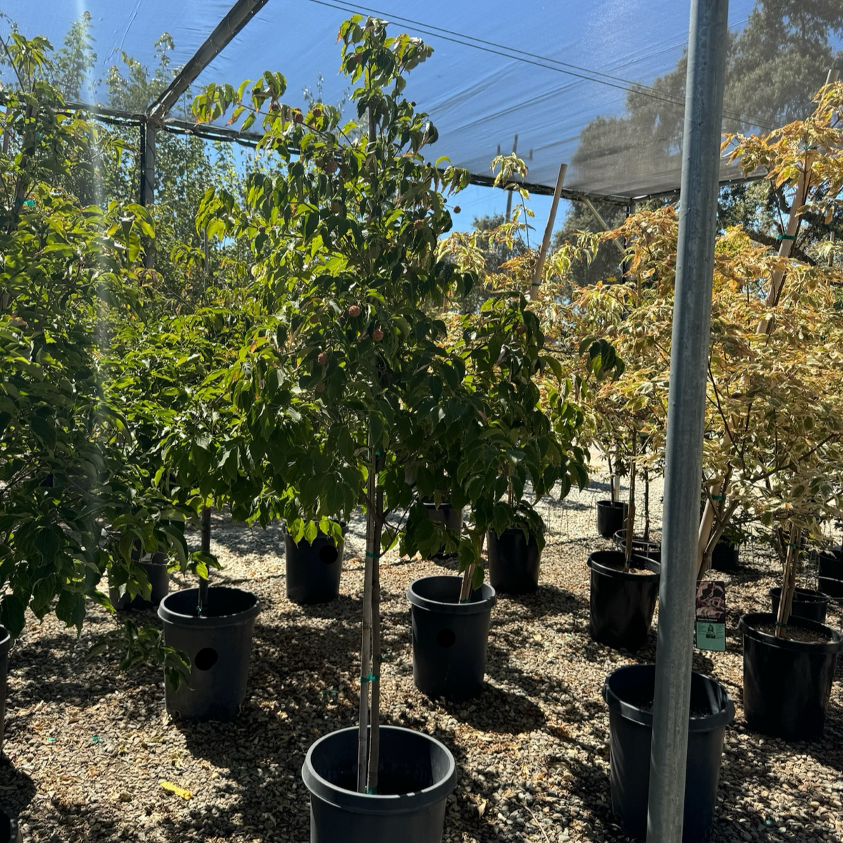 Kousa Dogwood