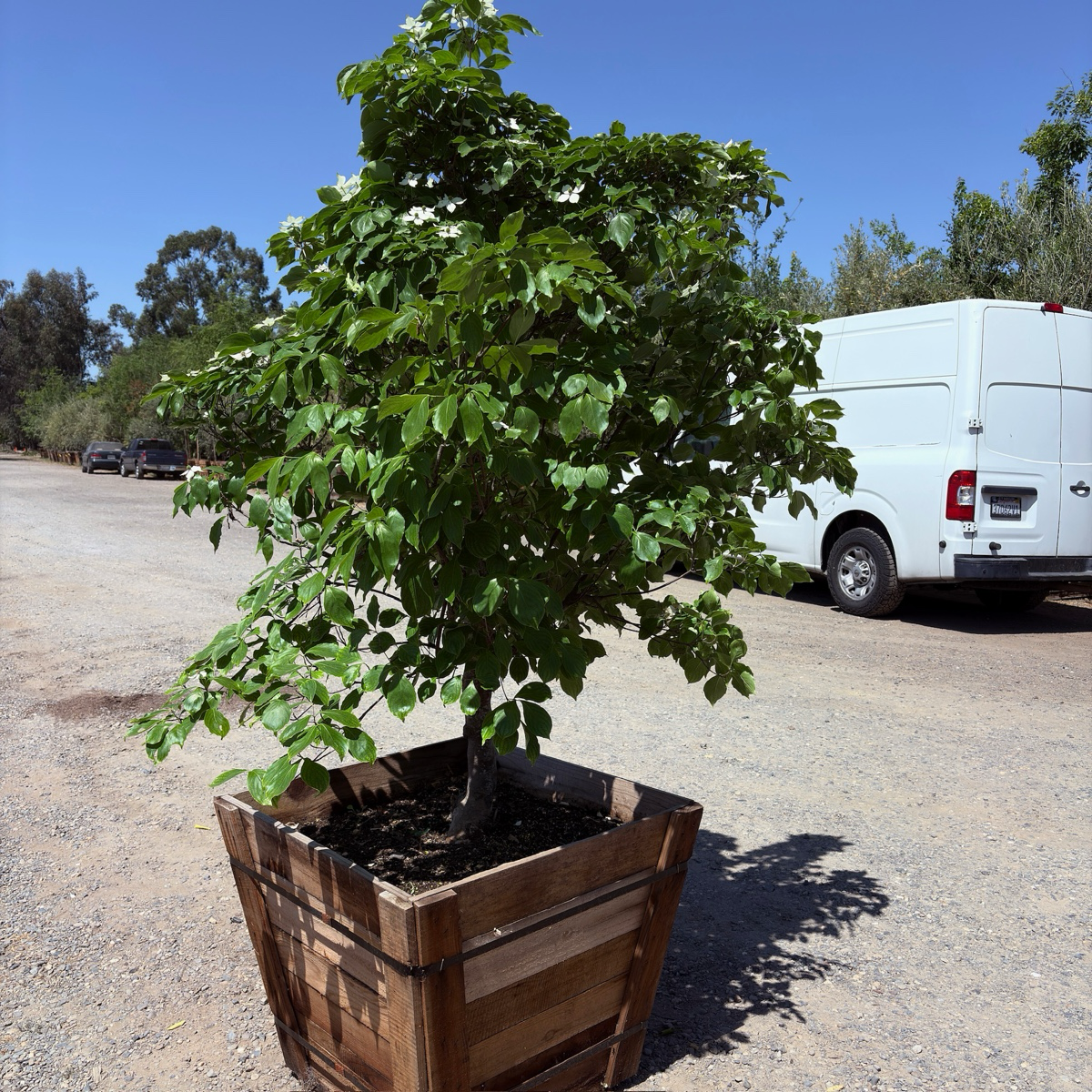 Kousa Dogwood
