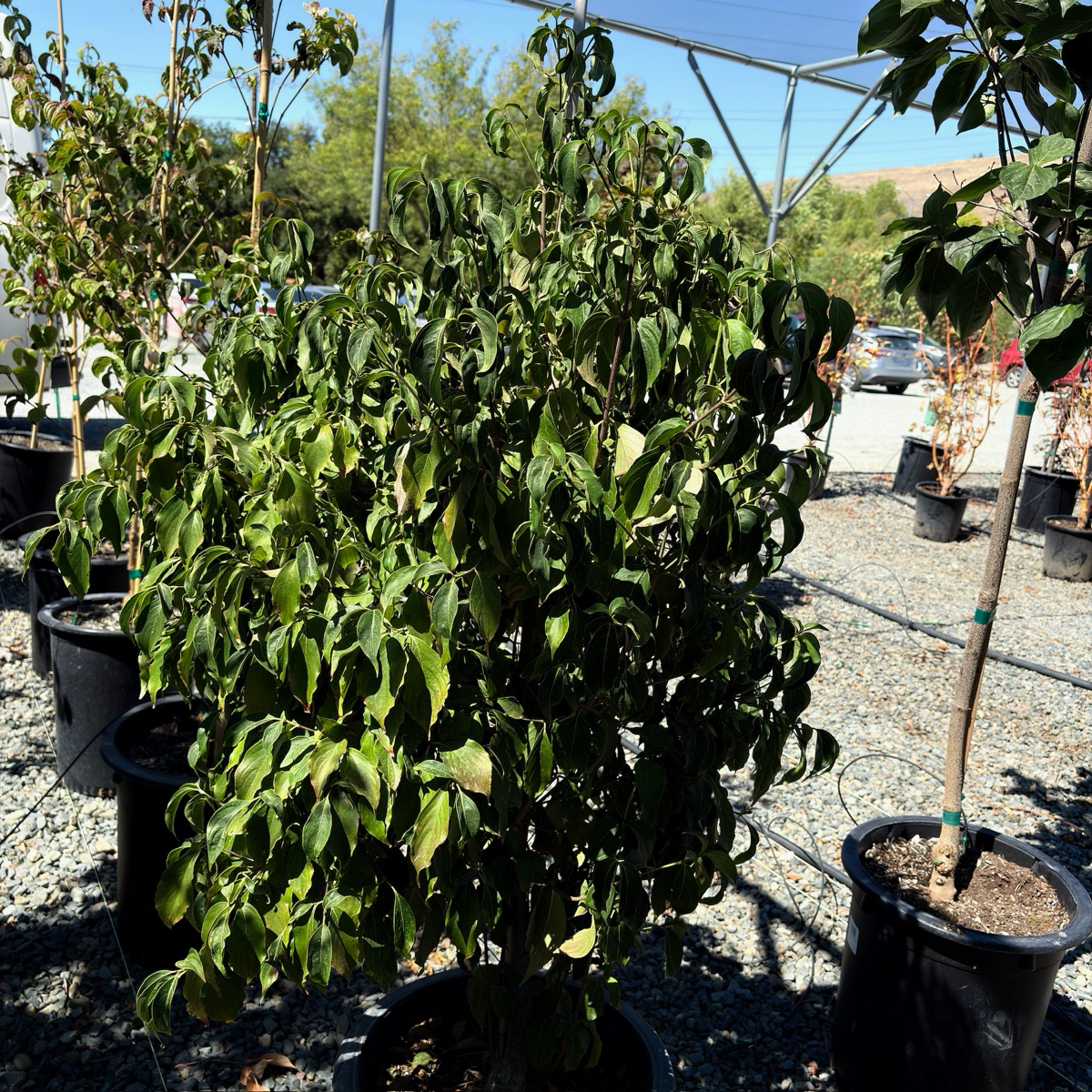 Kousa Dogwood