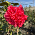 Kramer's Supreme Camellia