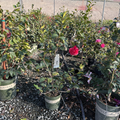 Kramer's Supreme Camellia