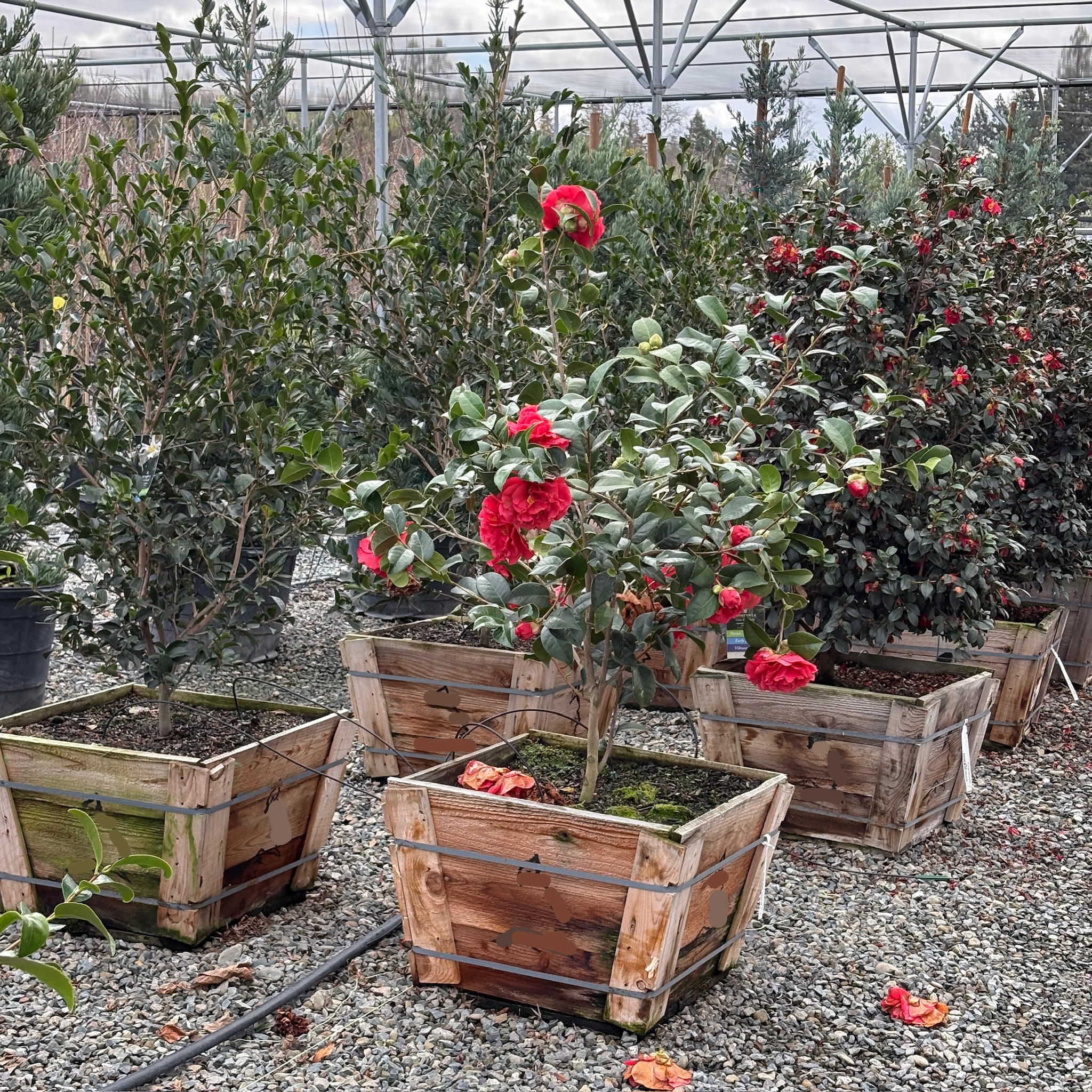 Kramer's Supreme Camellia