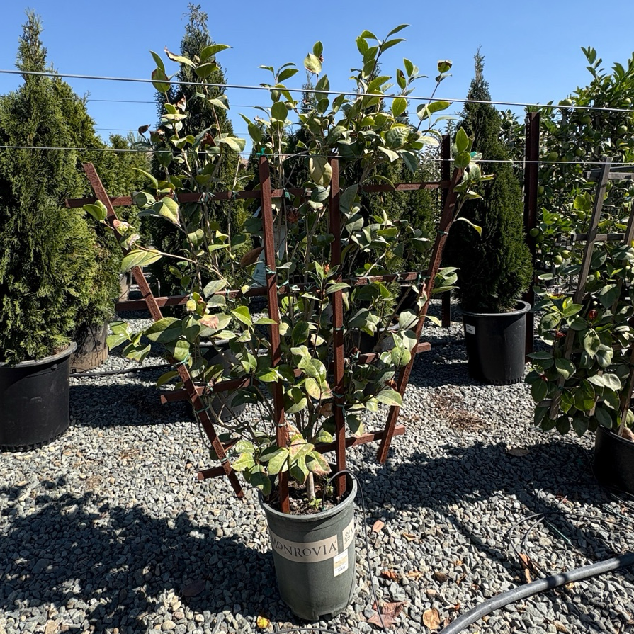 Kramer's Supreme Camellia