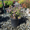 Kudos Silver Blue Dwarf Hummingbird Mint