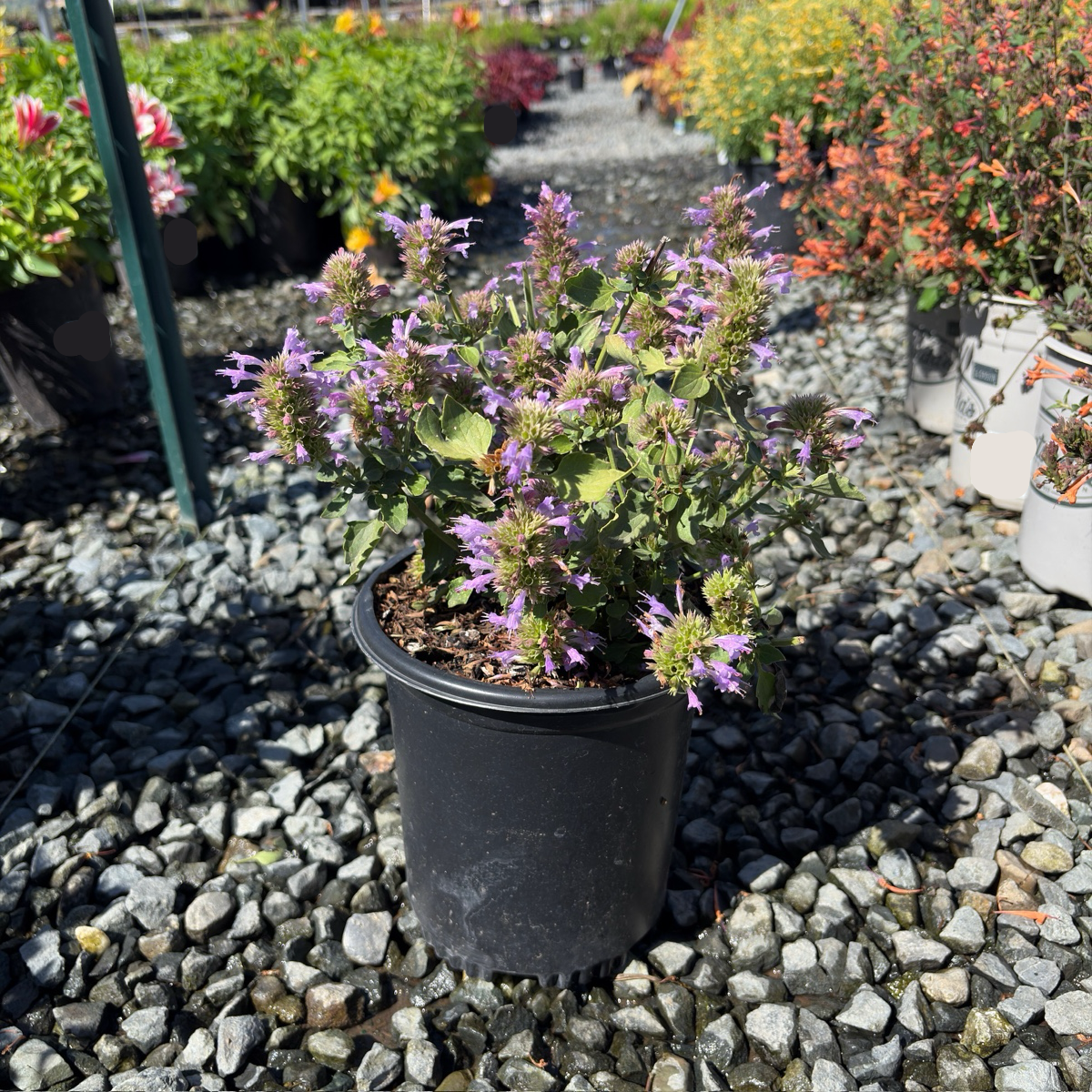 Kudos Silver Blue Dwarf Hummingbird Mint