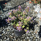 Kudos Silver Blue Dwarf Hummingbird Mint