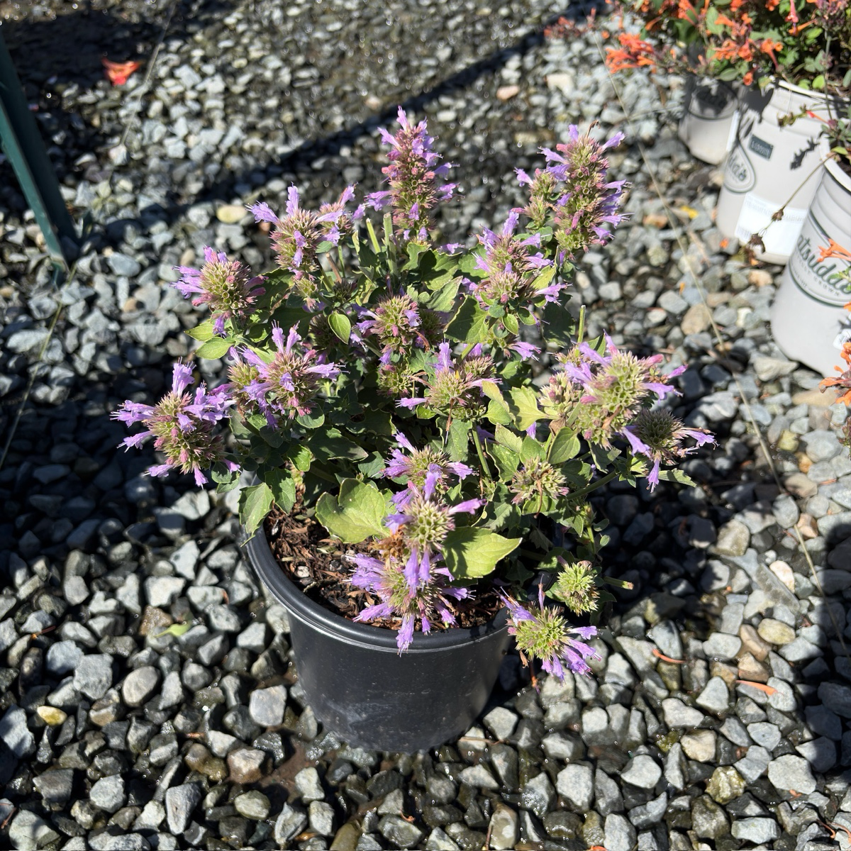 Kudos Silver Blue Dwarf Hummingbird Mint