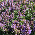 Kudos Silver Blue Dwarf Hummingbird Mint