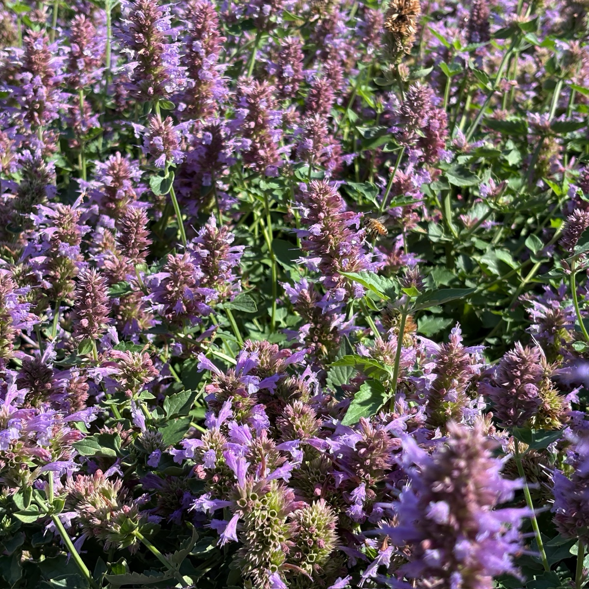 Kudos Silver Blue Dwarf Hummingbird Mint