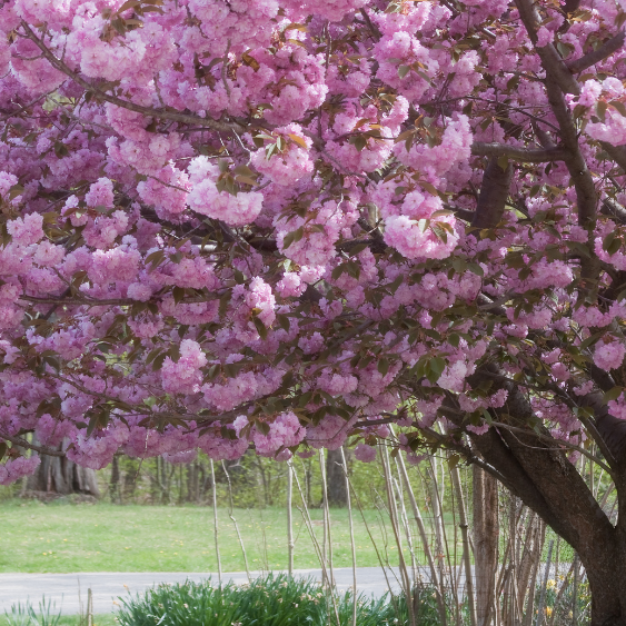 Kwanzan Flowering Cherry