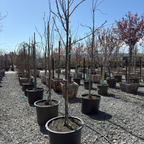 Kwanzan Flowering Cherry