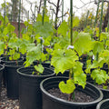 Kyho Grape