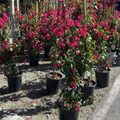 La Jolla Bougainvillea