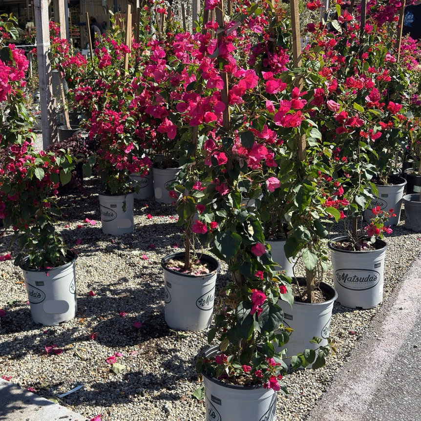 La Jolla Bougainvillea