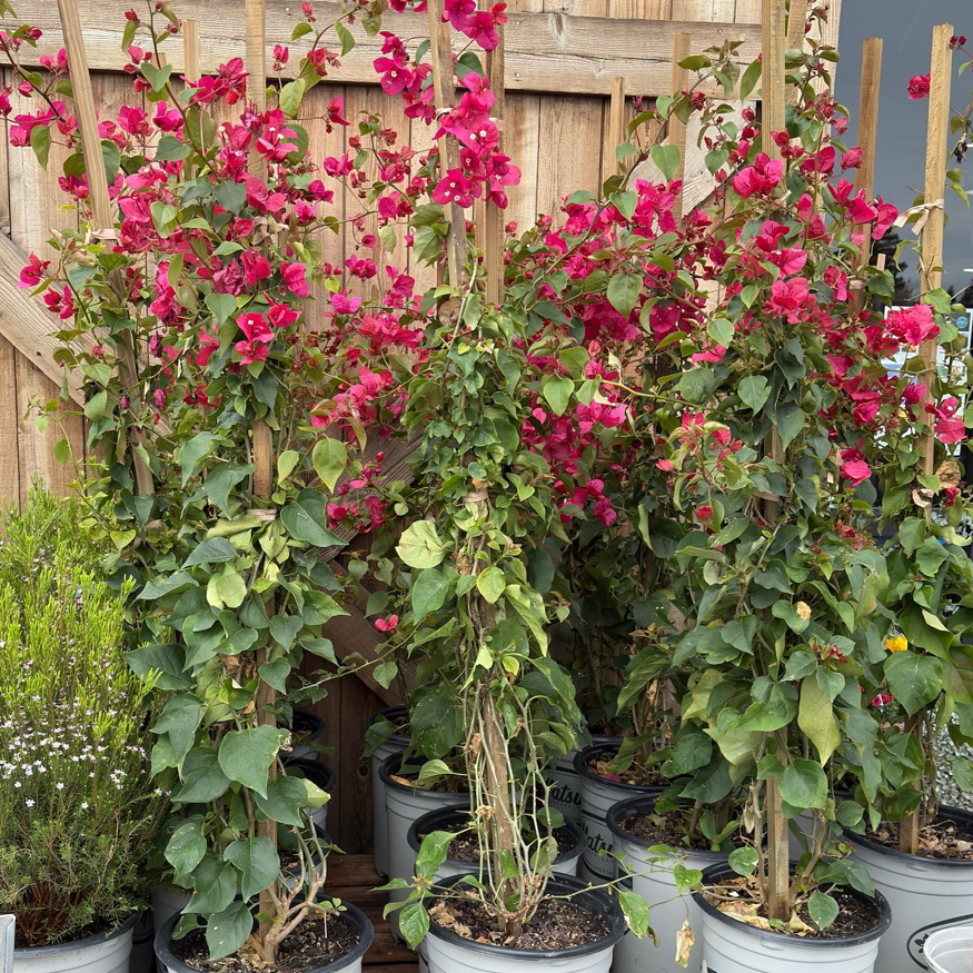 La Jolla Bougainvillea