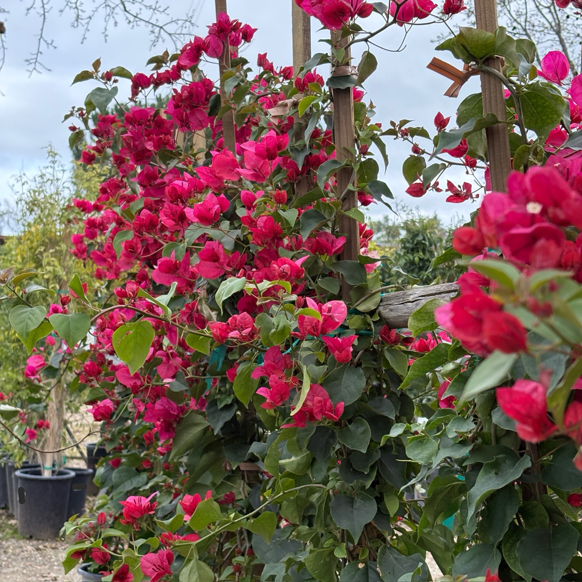 La Jolla Bougainvillea