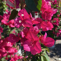 La Jolla Bougainvillea