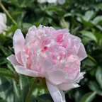 Lady Orchid Peony