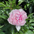 Lady Orchid Peony
