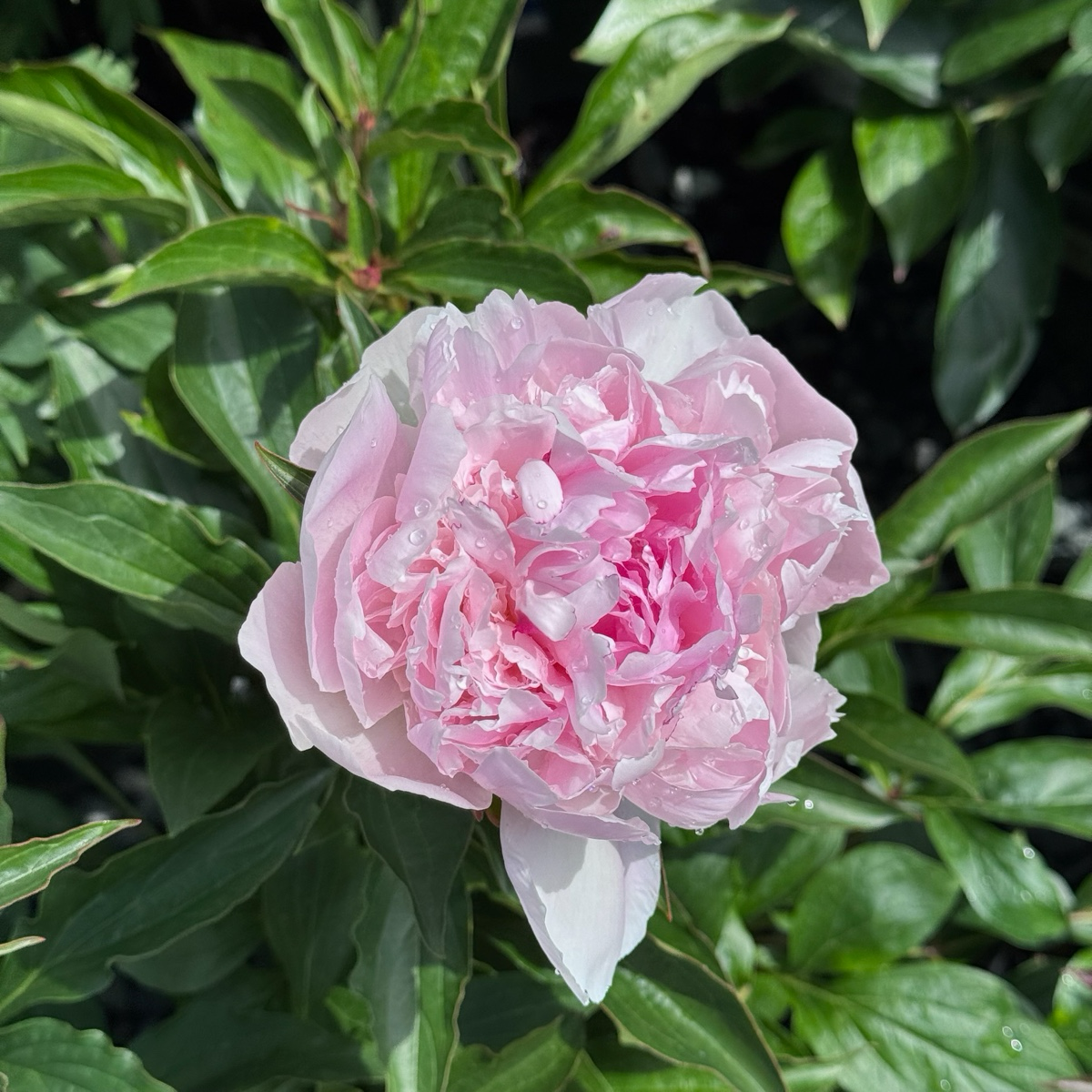 Lady Orchid Peony