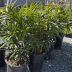Lady Palm
