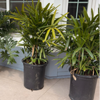 Lady Palm