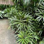 Lady Palm