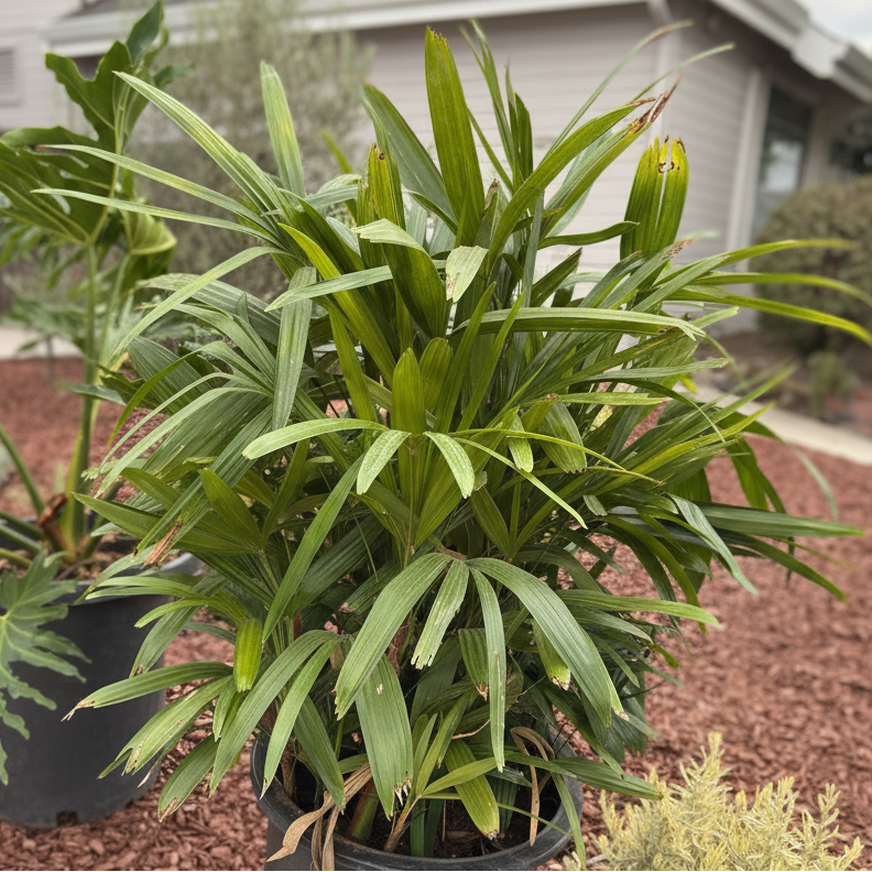 Lady Palm