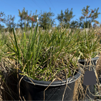 Lagunita Creeping Wild Rye