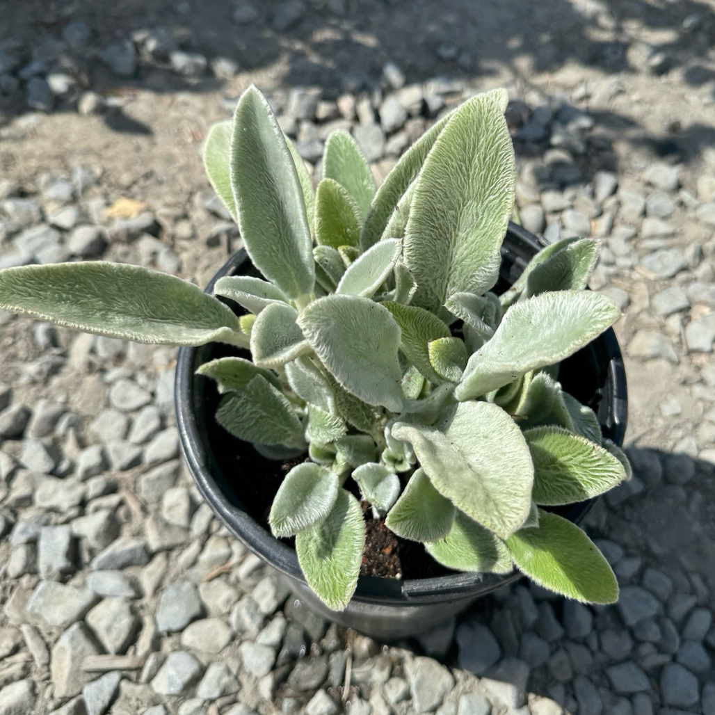 Lamb's Ear Small potted Stachys byzantina plant with green leaves on a gravel surface