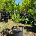 Lane Late Navel Orange