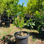 Lane Late Navel Orange
