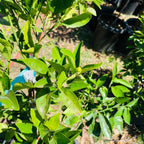 Lane Late Navel Orange